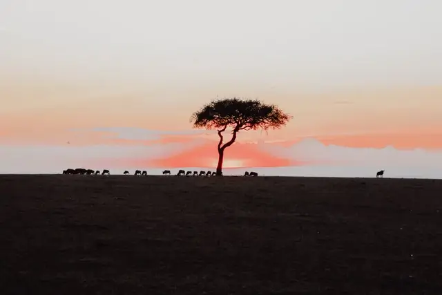 Masai Mara, el mejor parque nacional de Kenia