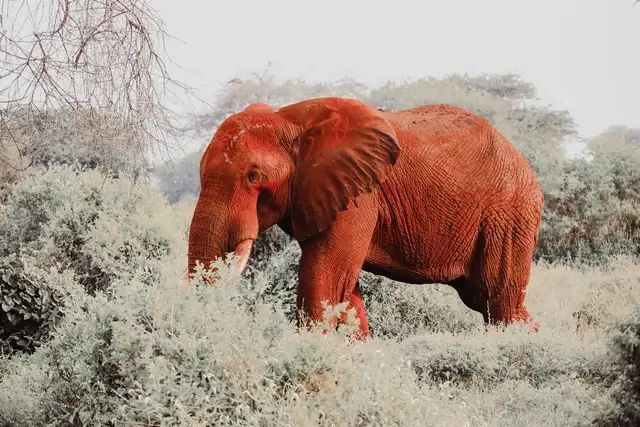 Elefante en Tsavo Parque Nacioal Kenia