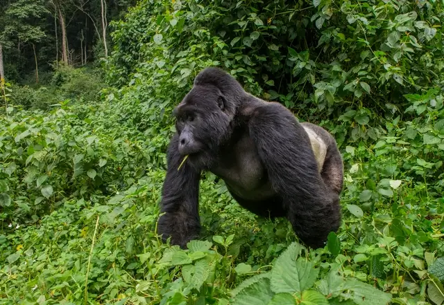 Gorilas en Uganda África