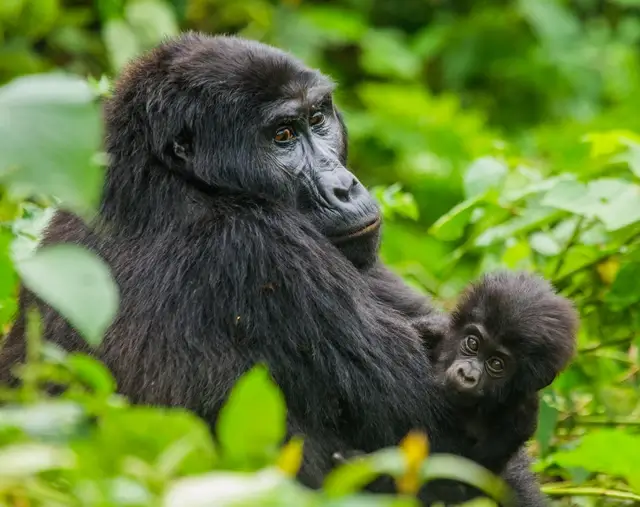 Gorilas en Uganda África