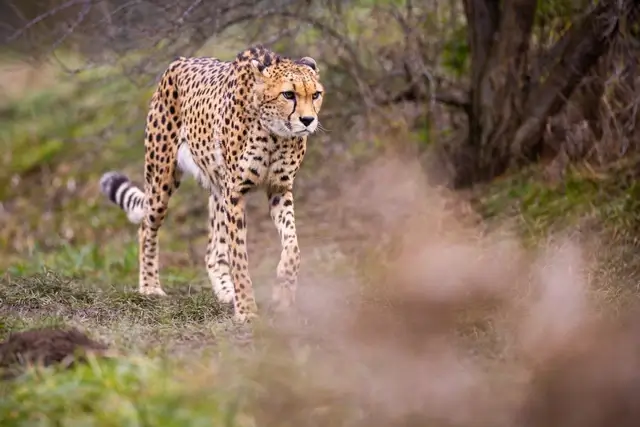 parques naturales de África - Felino en Parque Nacional Serengueti