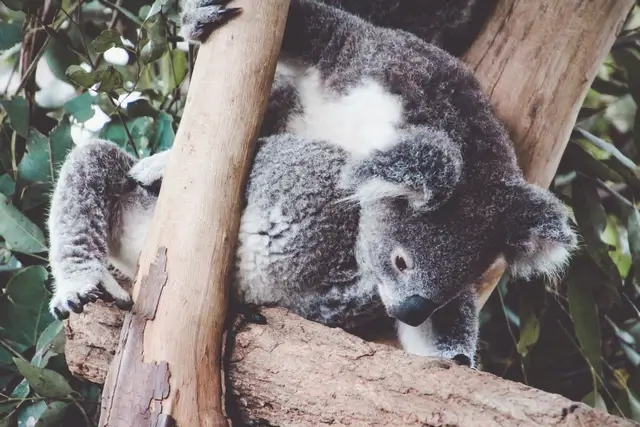 Koala en Sídney