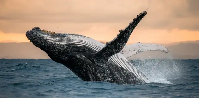 ballenas jorobadas espectaculo en Bahia Samana