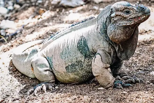 Iguana en Scape Park