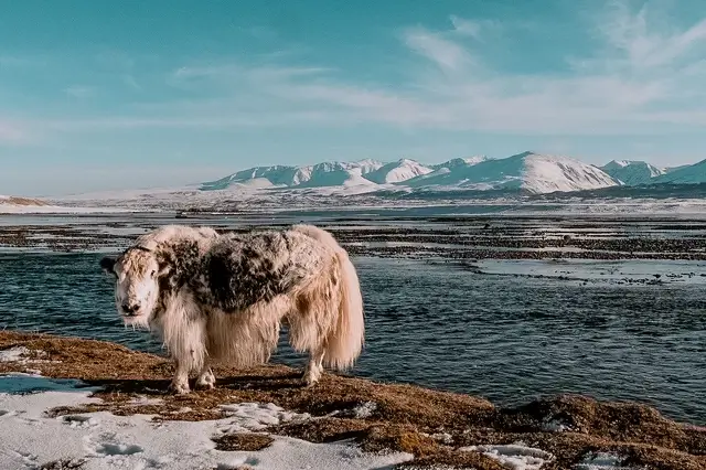 Qué ver en Mongolia - Khövsgöl Nuur 