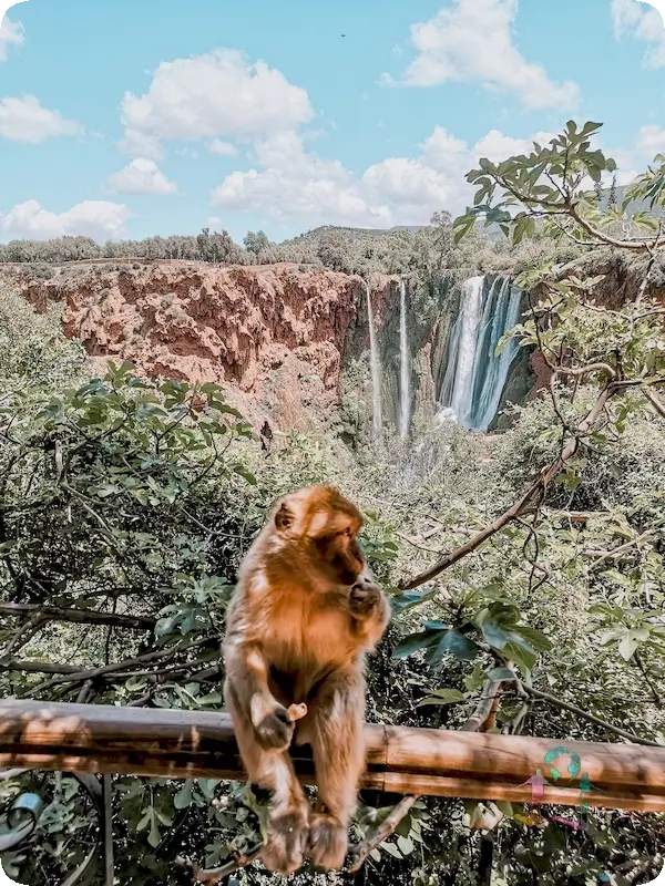 Mono en Cascadas de Ouzoud - cerca de Marrakech