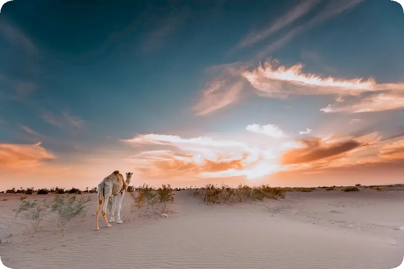 Desierto de Zagora - Puesta de sol en mhamid el ghizlane