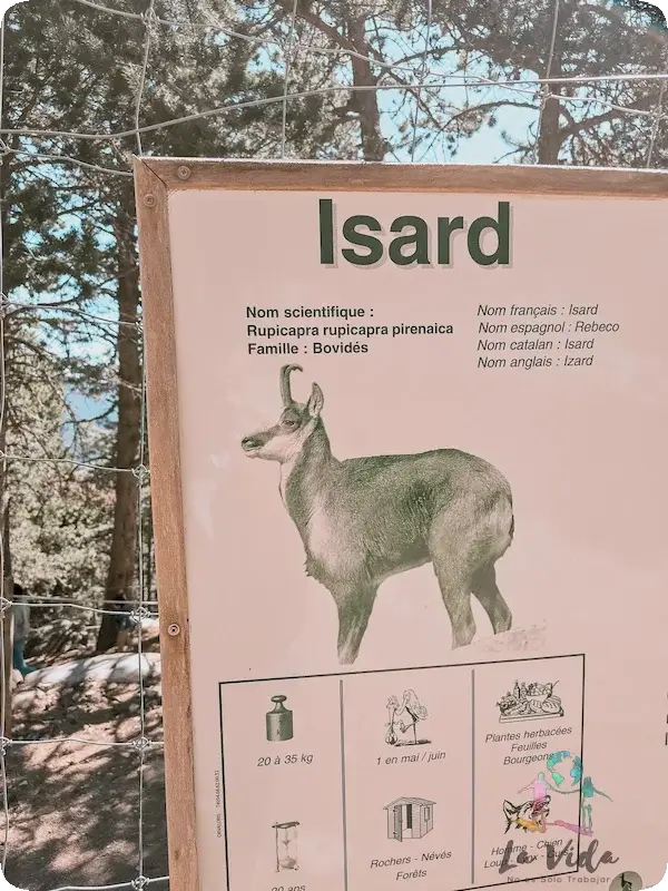 Parc Animalier Les Angles - Isard