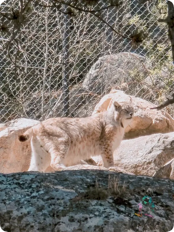 Parc Animalier Les Angles - Lince ibérico