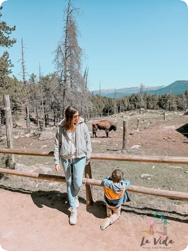 Parc Animalier Les Angles - bufalos