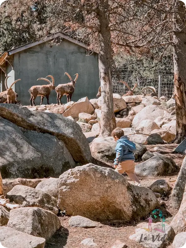 Recinto de las Cabras salvajes