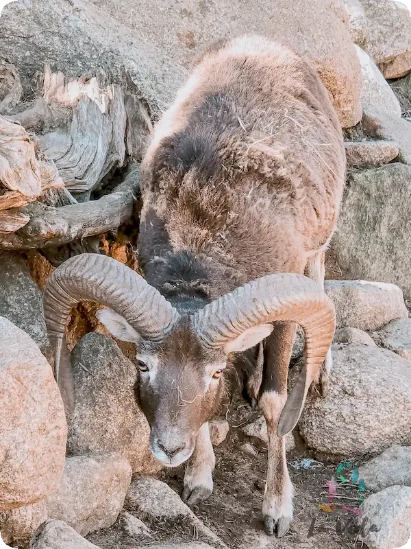 Mufón en Parc Animalier Les Angles