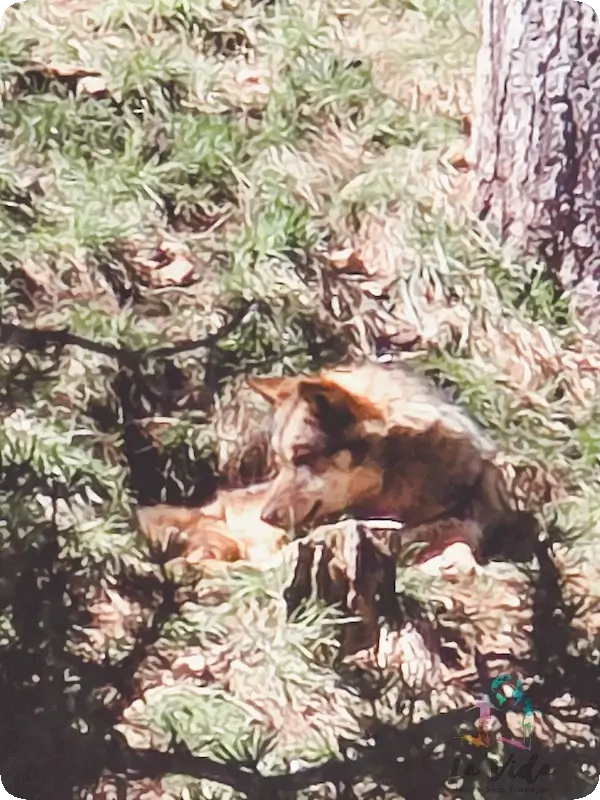 Parc Animalier Les Angles - lobos