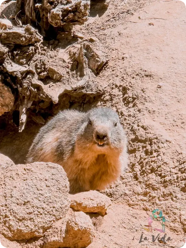 Parc Animalier Les Angles - marmota