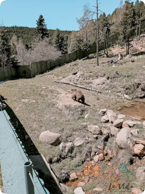 Foso osos Parc Animalier Les Angles 