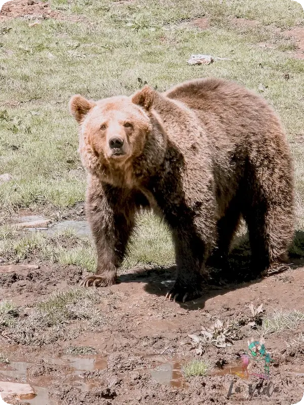 Osos Parc Animalier Les Angles