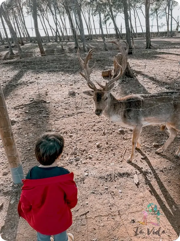 Parc Sama Cambrils - Eric con los ciervos