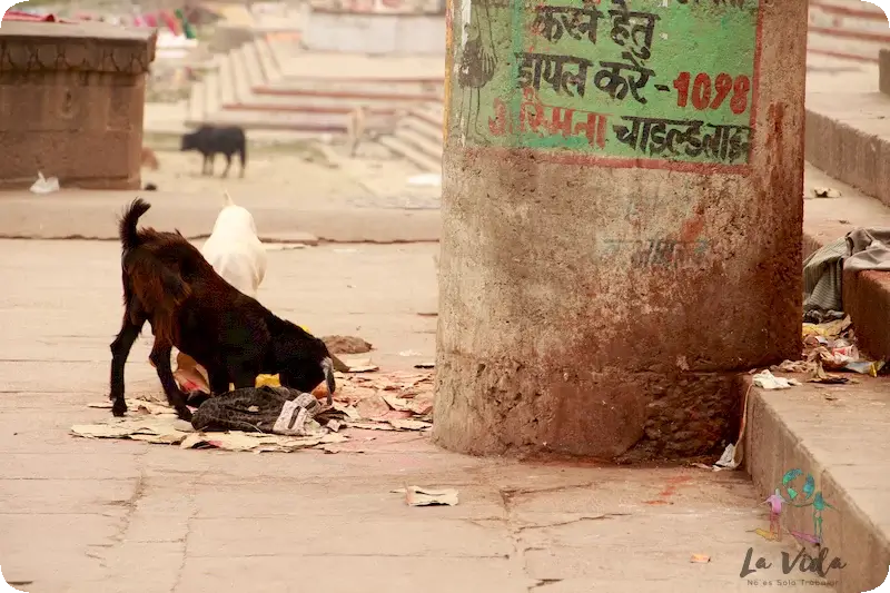 Seguro de viaje India, un país muy auténtico