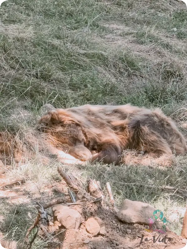 Oso durmiendo en Lacuniacha