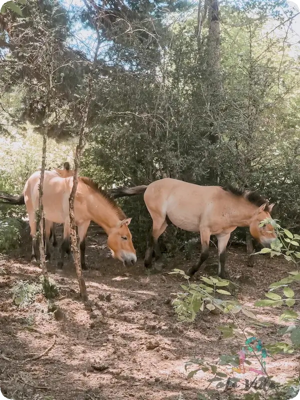 Caballos de Przewalski,