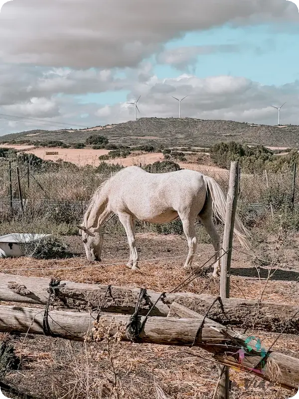 Caballo en Campo Reyes