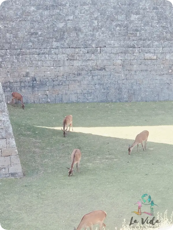 Ciervos foso  Ciudadela de Jaca
