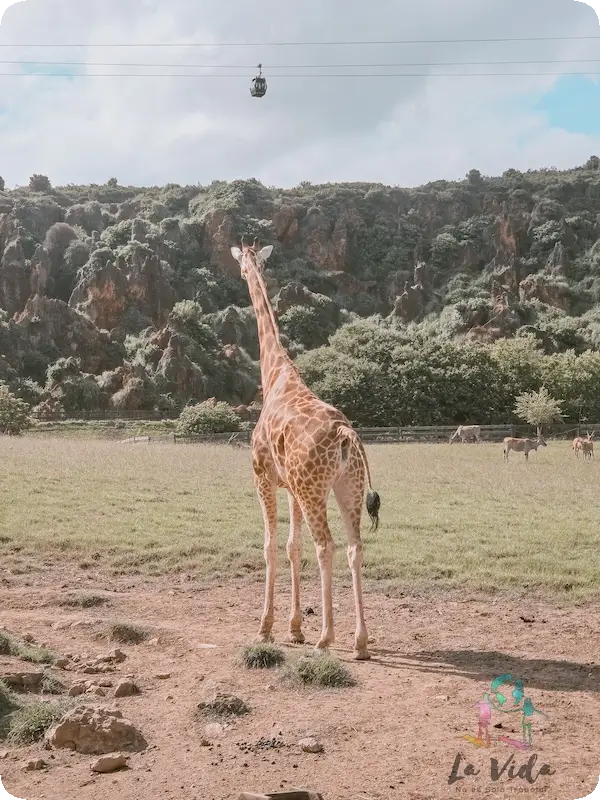 jirafa en Parque de la Naturaleza de Cabárceno