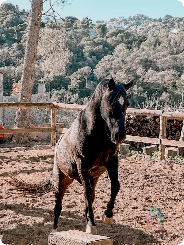 exhibición de caballos y perros