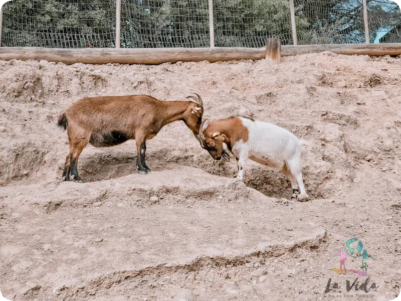 Cabras peleando en Granja Aventura Park
