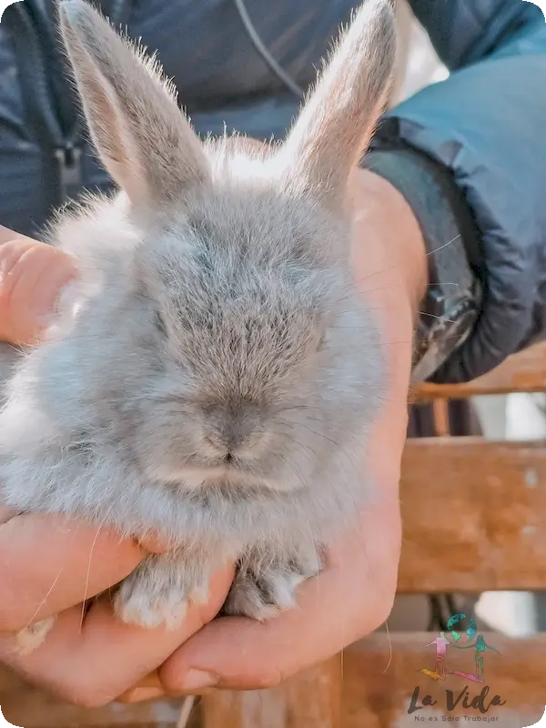 Granja Can Pins - conejo