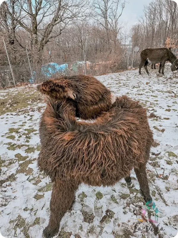 Crias de burro recién nacida