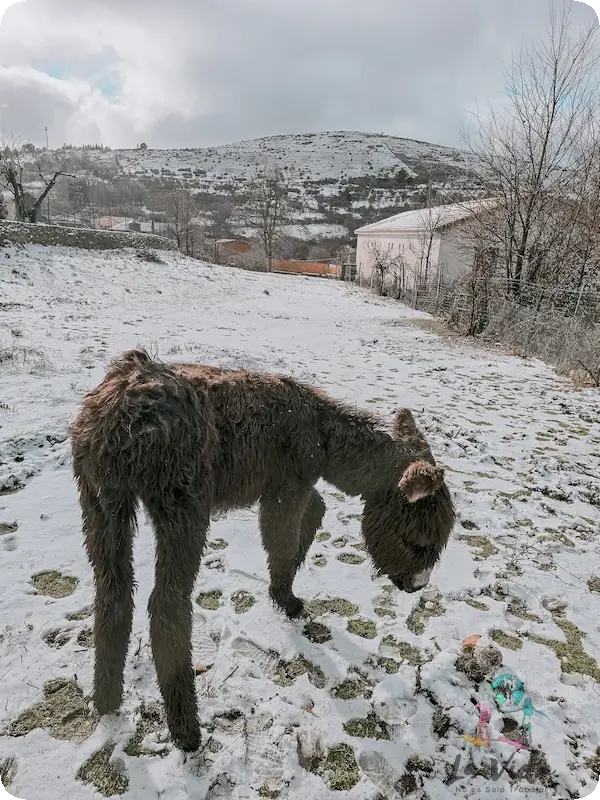 Burro recién nacido en A Ritmo de Burro