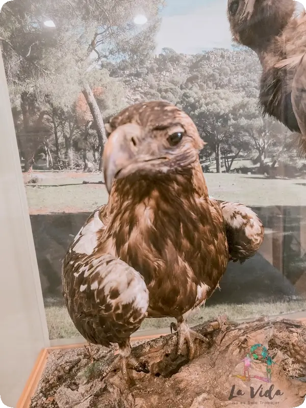 Aguila maqueta en sala exposiciones