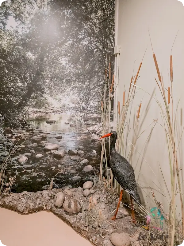 Cigüeña negra en CEA el Águila