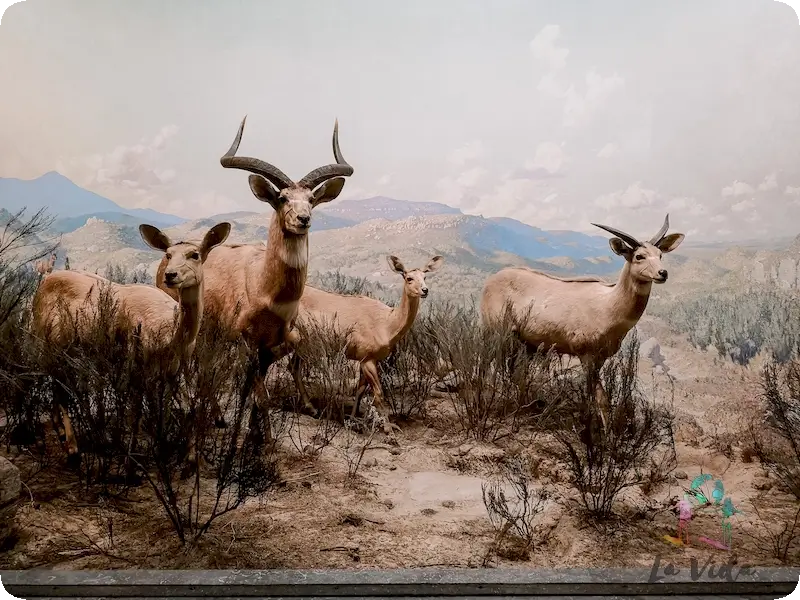 Animales herbívoros en Museo de Historia Natural Nueva York