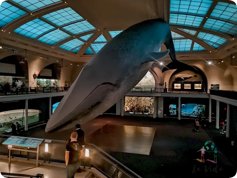 The Giant Blue Whale Model en Museo de Historia Natural