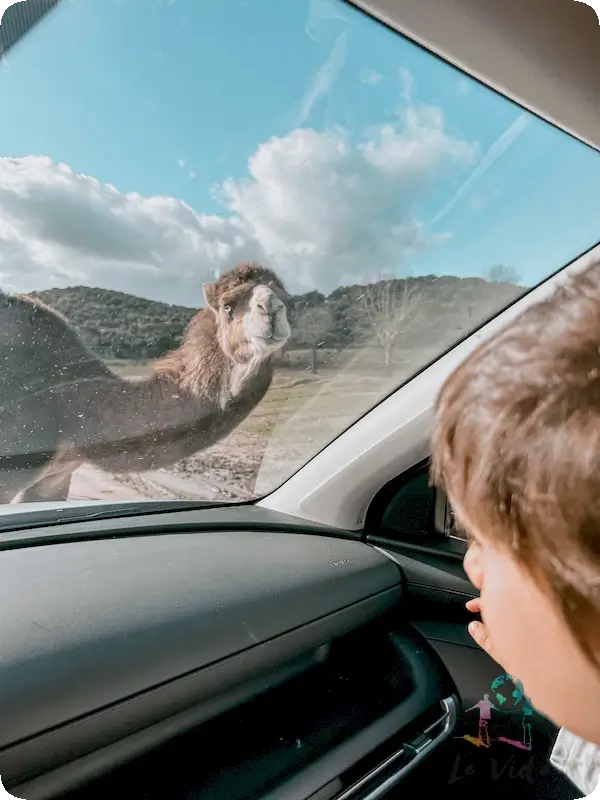 Eric en Safari Madrid, con un camello junto al coche