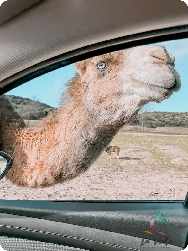 Safari Madrid con niños 2026: Guía completa, nuestra experiencia y consejos reales